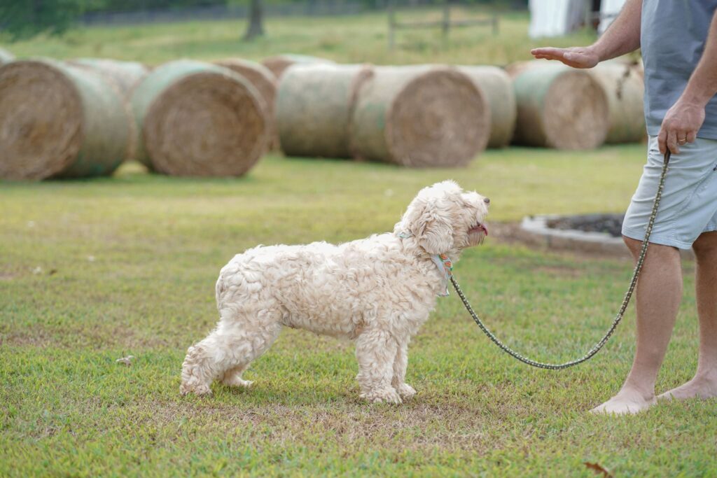 Gainesville, Australian Labradoodle Health Issues