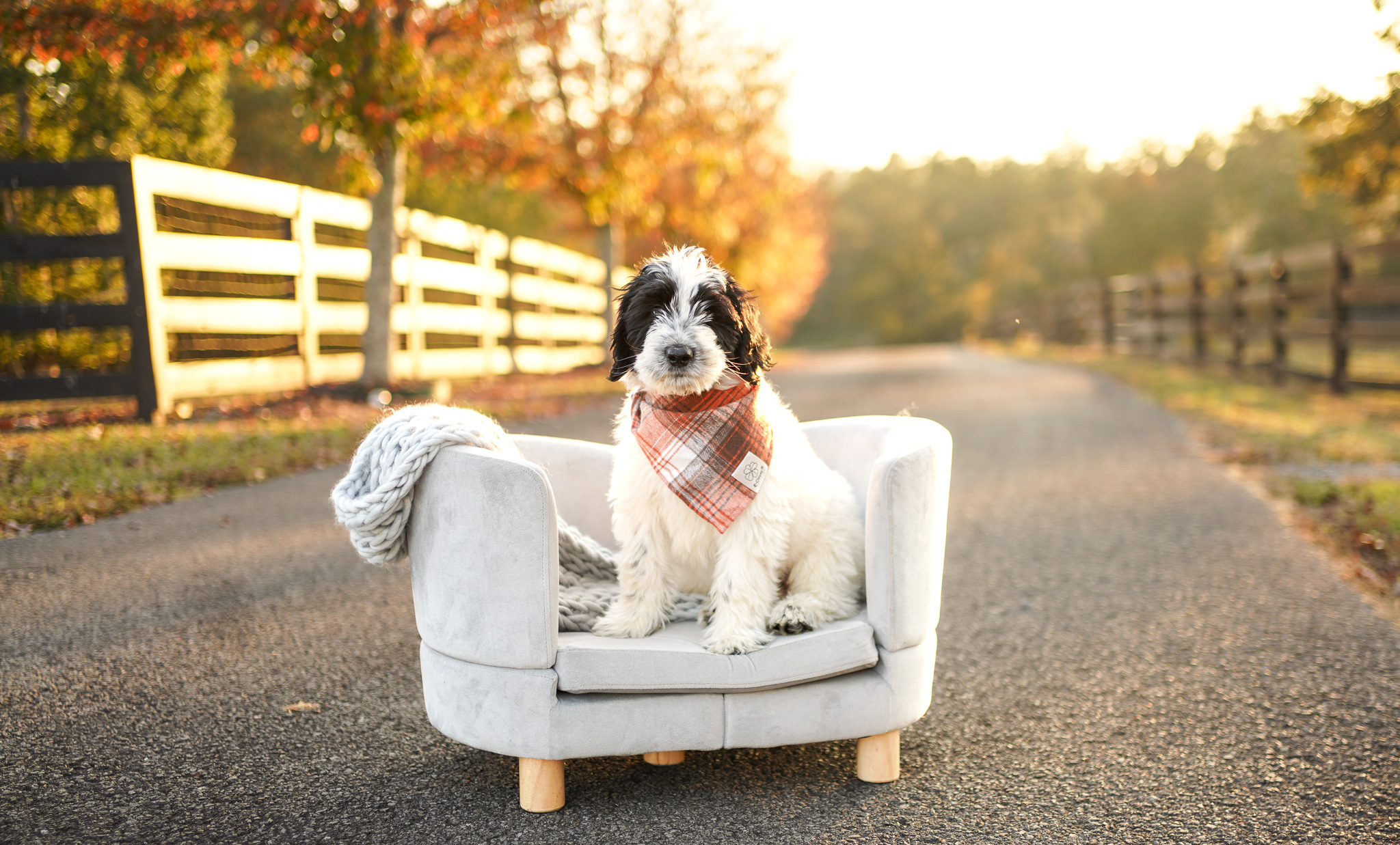North Charleston Multigenerational Australian Labradoodle