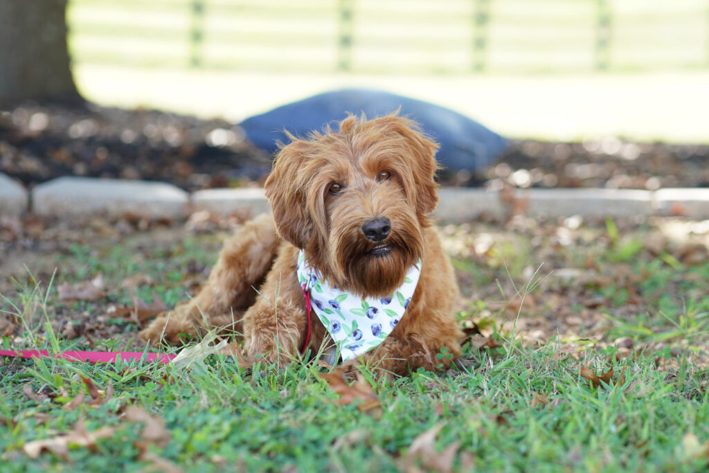Labradoodles Roswell sugar hill